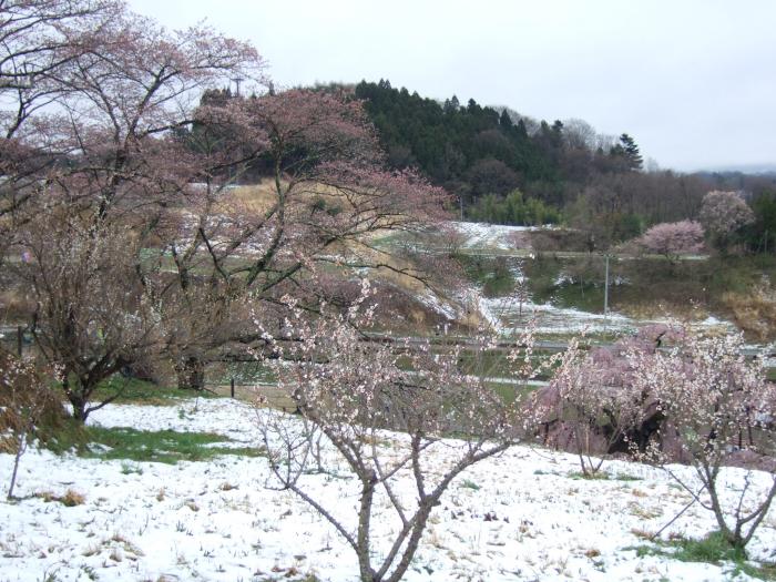 『遅い雪』第27回フォトコンテスト優秀 撮影：㈱細田工務店　細田 久子 氏