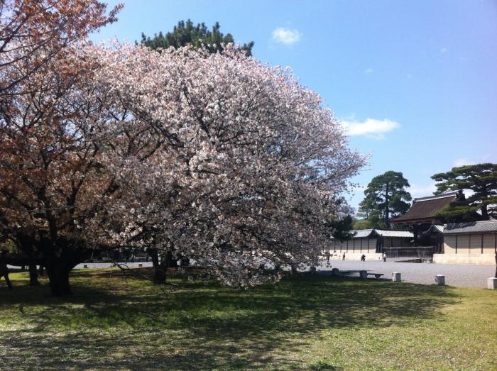 『京都御所と桜』第28回フォトコンテスト優秀 撮影：㈱日伸商会　永山　雅規 氏