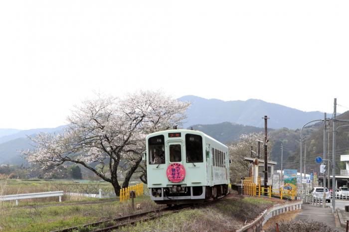 『観桜』第31回フォトコンテスト入賞 撮影：㈱佐藤総合設備　佐藤 忠雄 氏