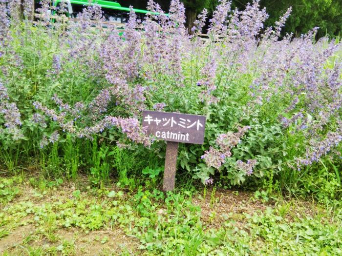 伊藤 久美子 氏（水道組合）