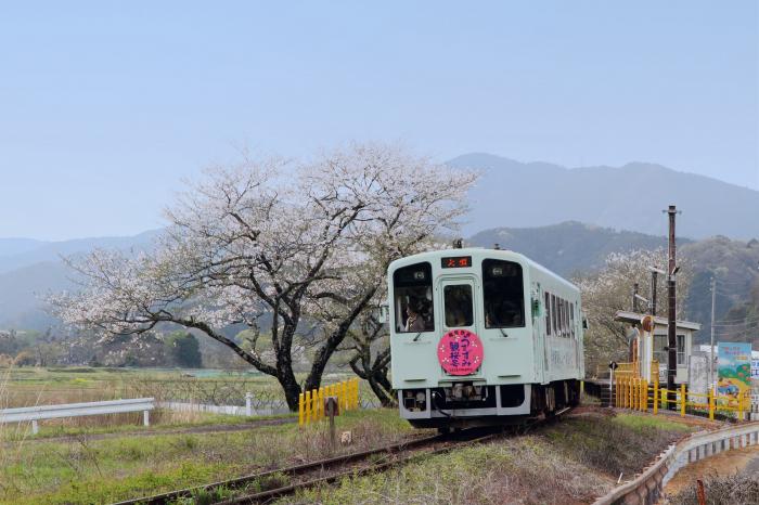 『桜を見に』第36回フォトコンテスト入賞　撮影：㈱佐藤総合設備　佐藤　忠雄　氏